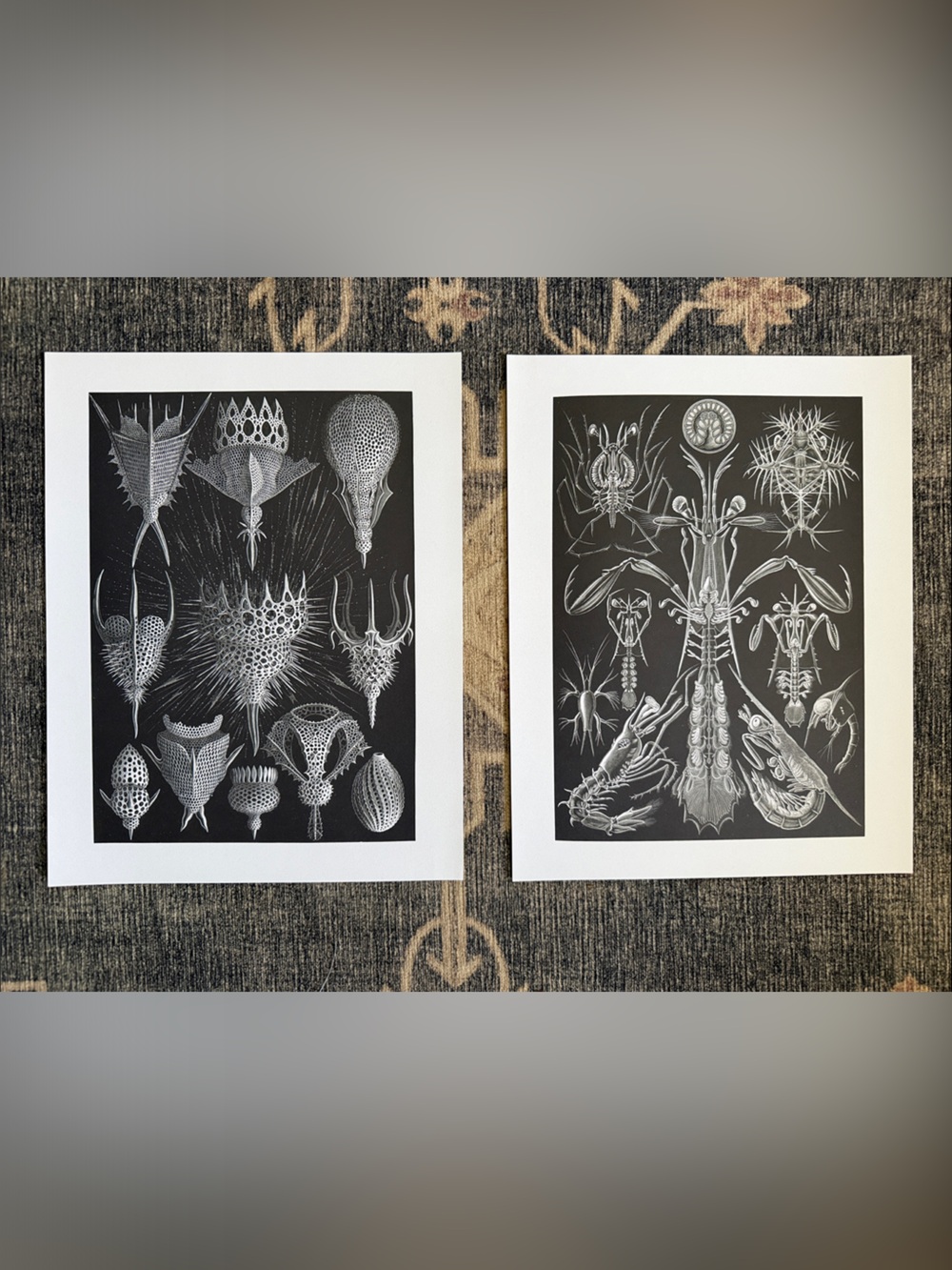 Set of Marine Biological Illustration Prints